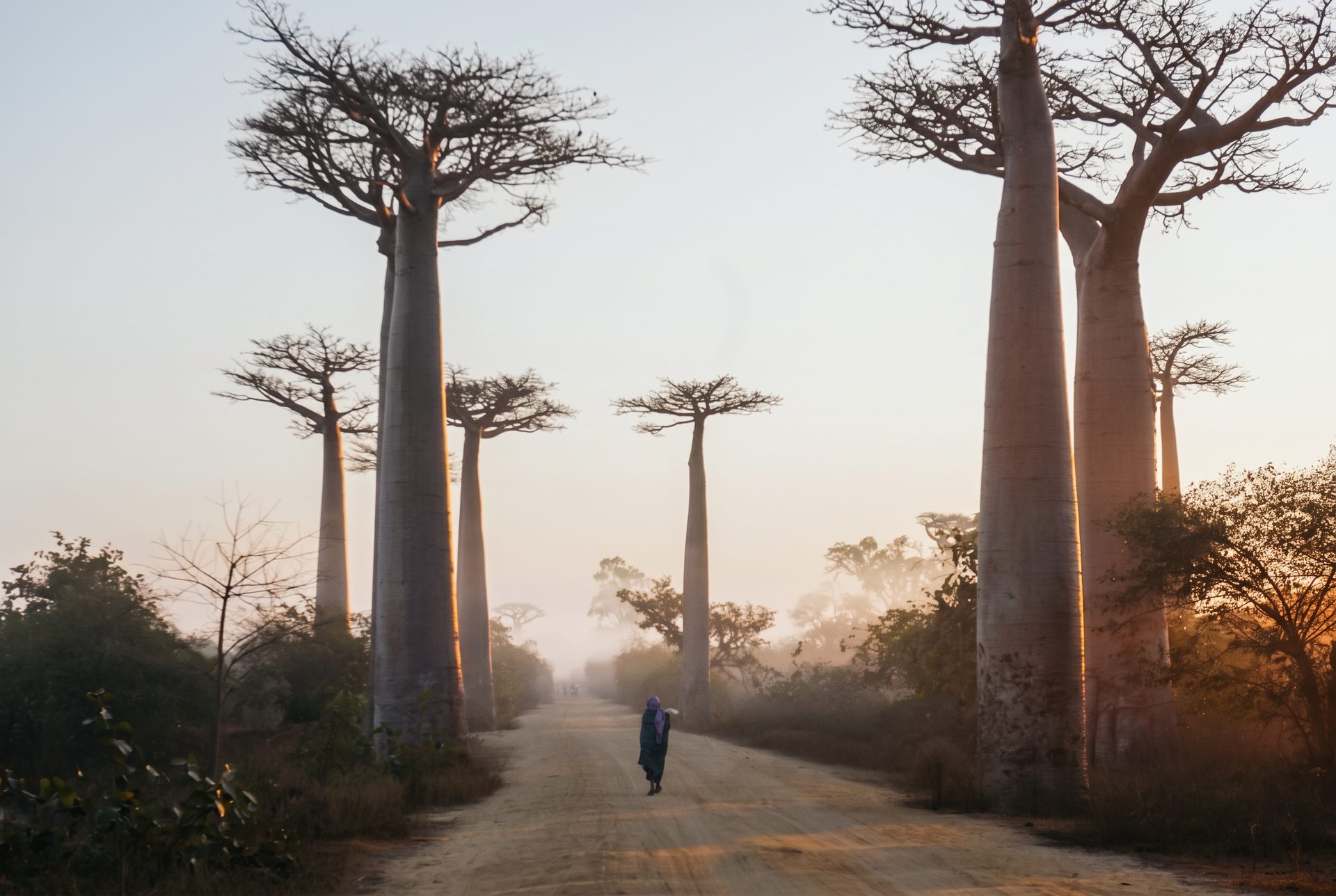 A baobab avenue with a person walking down a dirt road